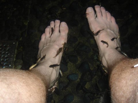Doctor Fish in action!